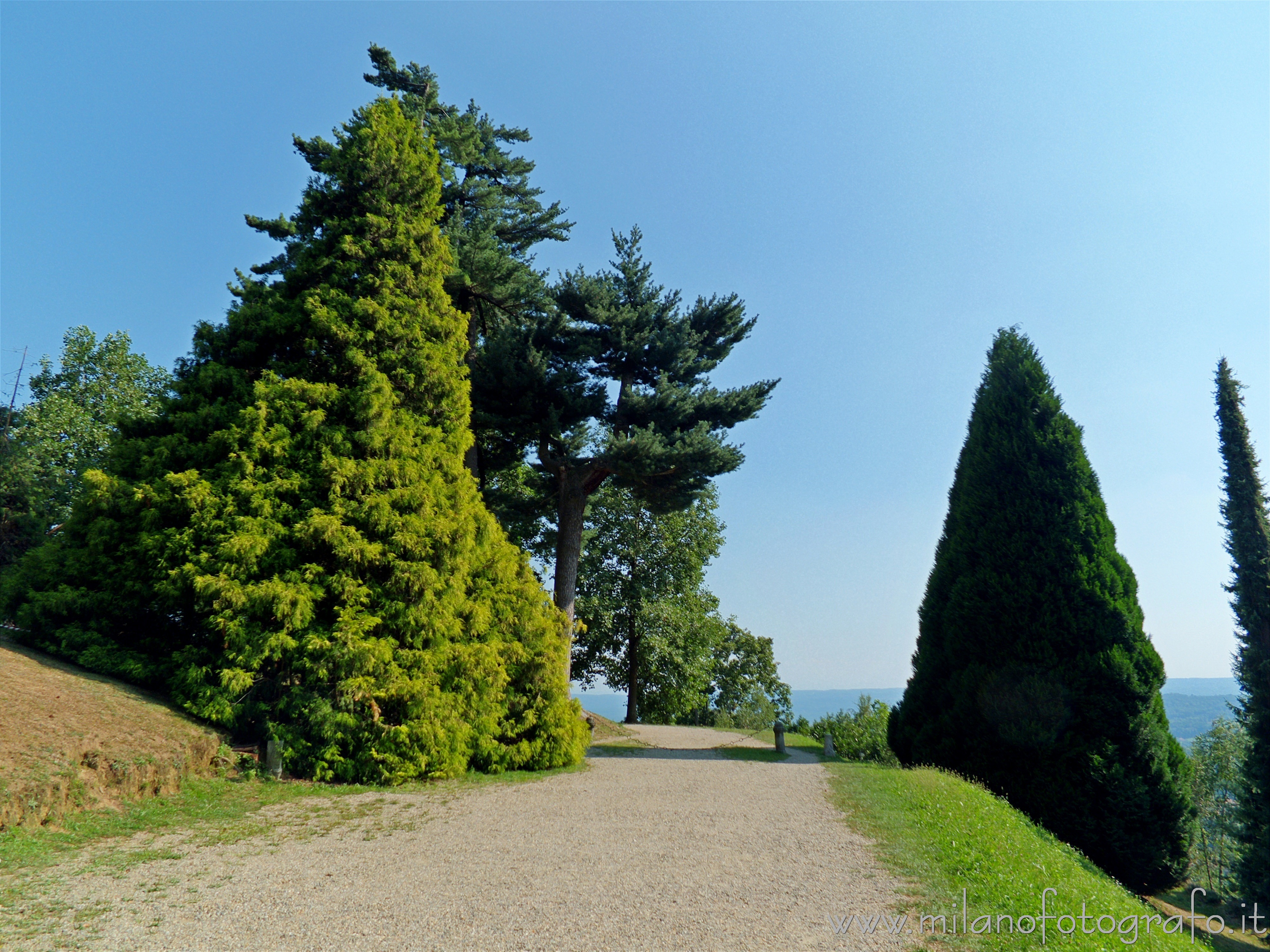 Parco Burcina a Pollone (Biella) - Alberi esotici ai fianchi della strada